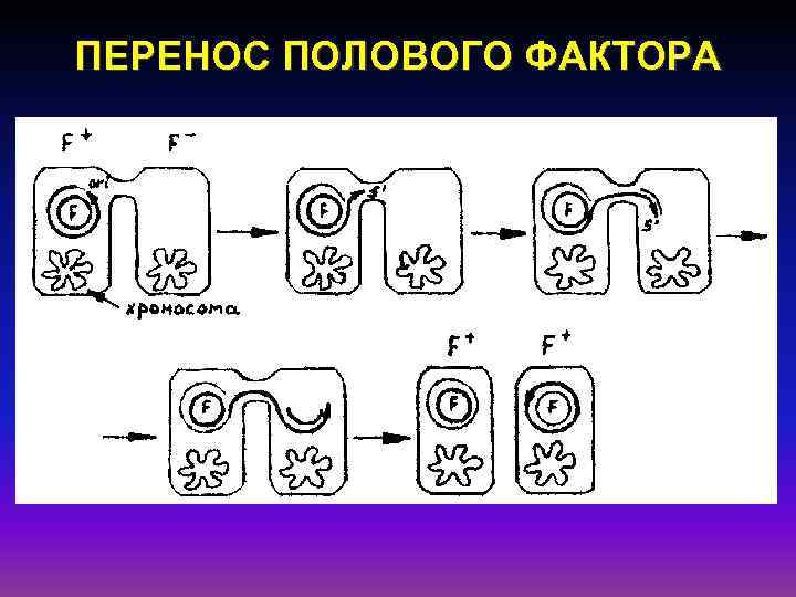 ПЕРЕНОС ПОЛОВОГО ФАКТОРА 
