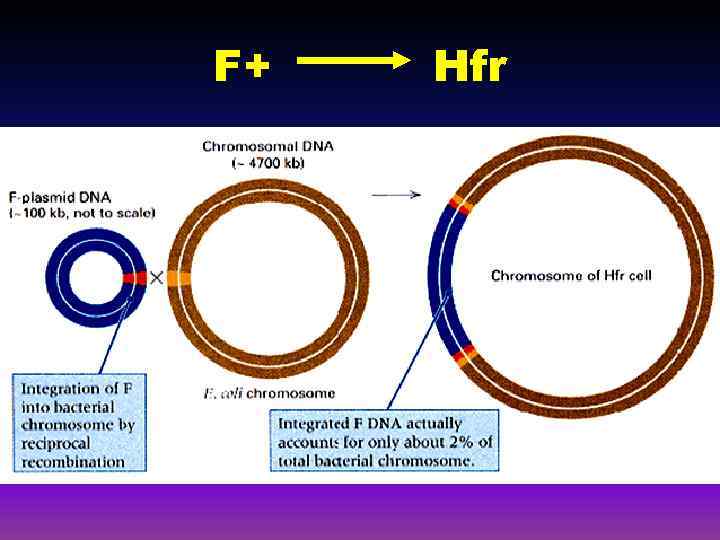 F+ Hfr 