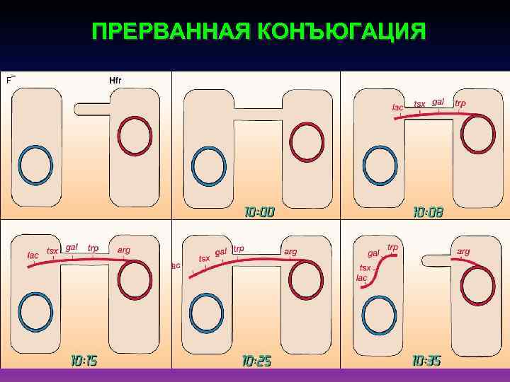 ПРЕРВАННАЯ КОНЪЮГАЦИЯ 