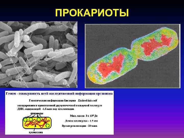 ПРОКАРИОТЫ 