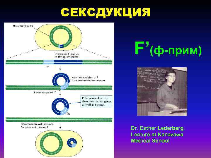 СЕКСДУКЦИЯ F’(ф-прим) Dr. Esther Lederberg, Lecture at Kanazawa Medical School 