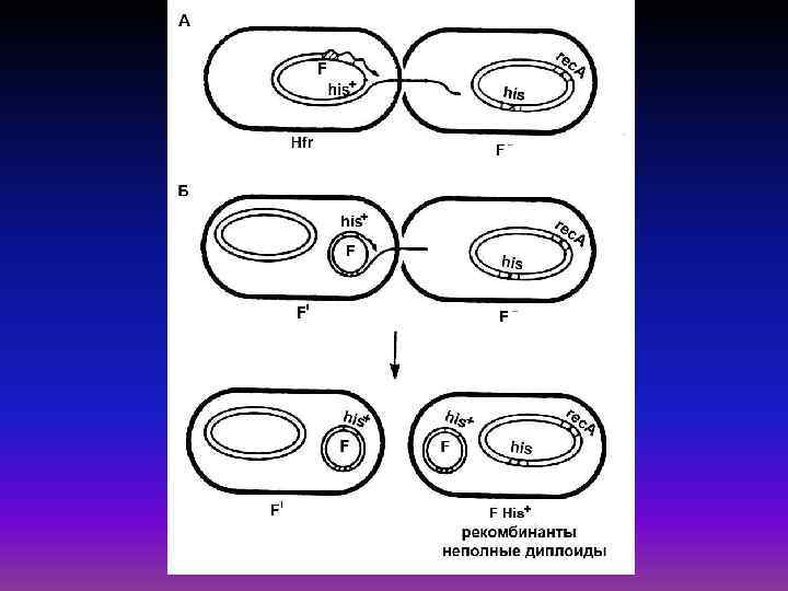 Конъюгация у бактерий схема