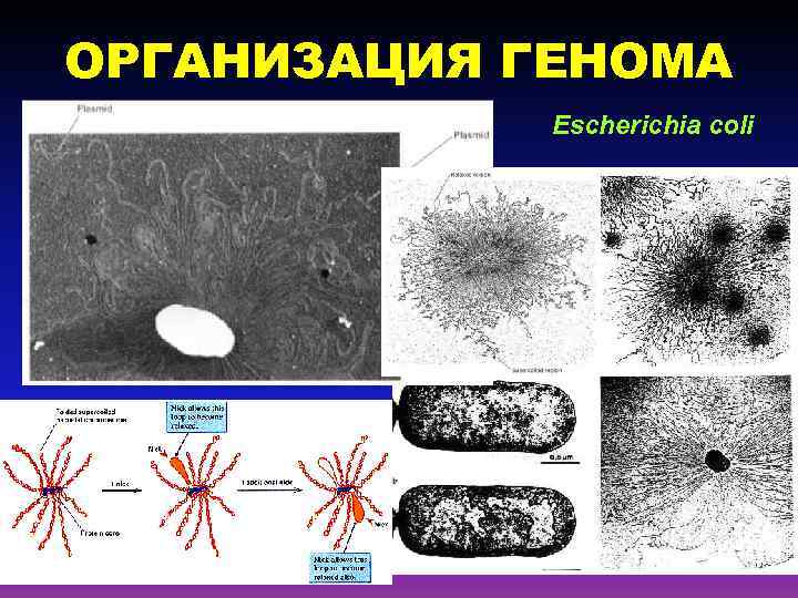 ОРГАНИЗАЦИЯ ГЕНОМА Escherichia coli 