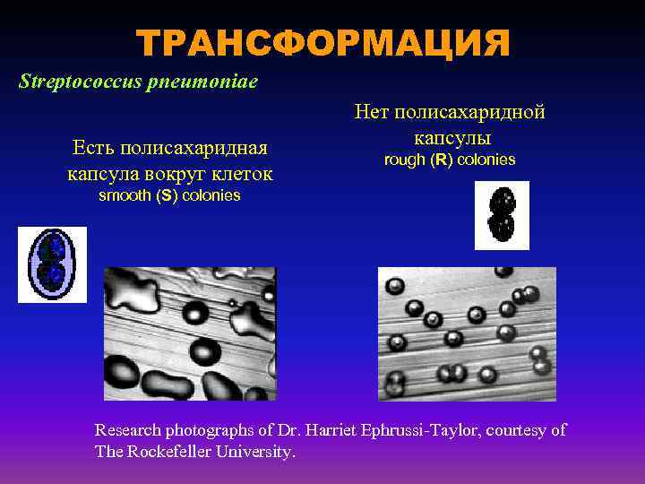 ТРАНСФОРМАЦИЯ Streptococcus pneumoniae Есть полисахаридная капсула вокруг клеток Нет полисахаридной капсулы rough (R) colonies
