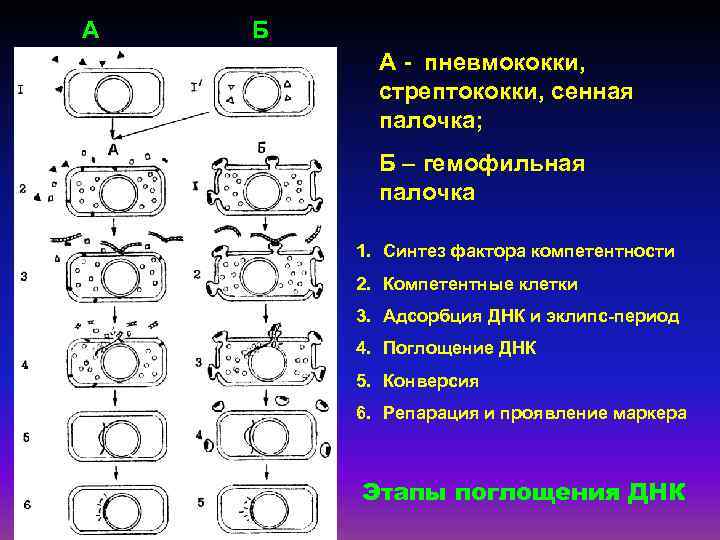 А Б А - пневмококки, стрептококки, сенная палочка; Б – гемофильная палочка 1. Синтез