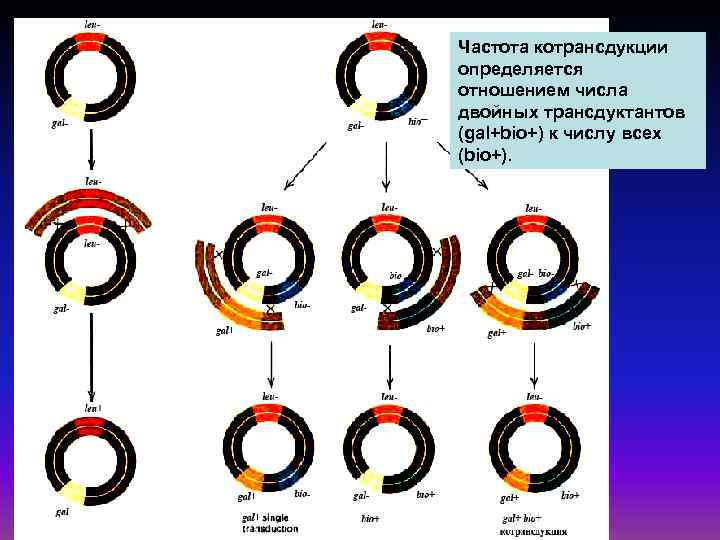 Частота котрансдукции определяется отношением числа двойных трансдуктантов (gal+bio+) к числу всех (bio+). 