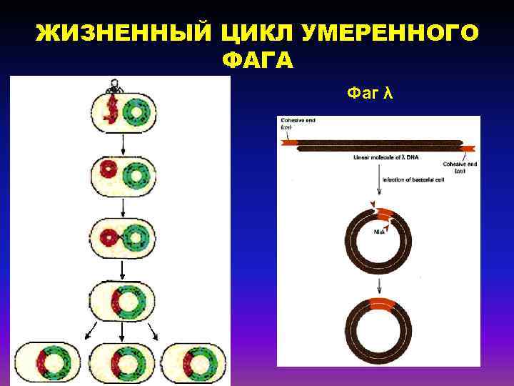ЖИЗНЕННЫЙ ЦИКЛ УМЕРЕННОГО ФАГА Фаг λ 