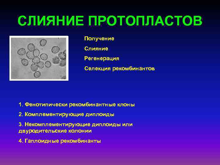 СЛИЯНИЕ ПРОТОПЛАСТОВ Получение Слияние Регенерация Селекция рекомбинантов 1. Фенотипически рекомбинантные клоны 2. Комплементирующие диплоиды