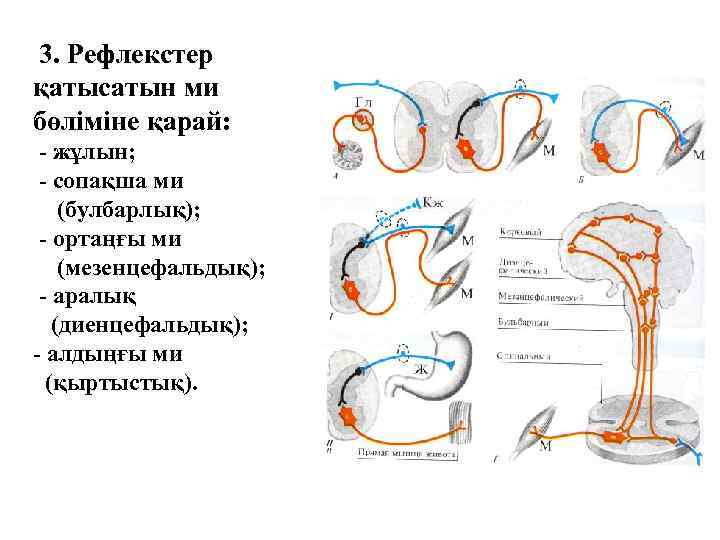 3. Рефлекстер қатысатын ми бөліміне қарай: - жұлын; - сопақша ми (булбарлық); - ортаңғы
