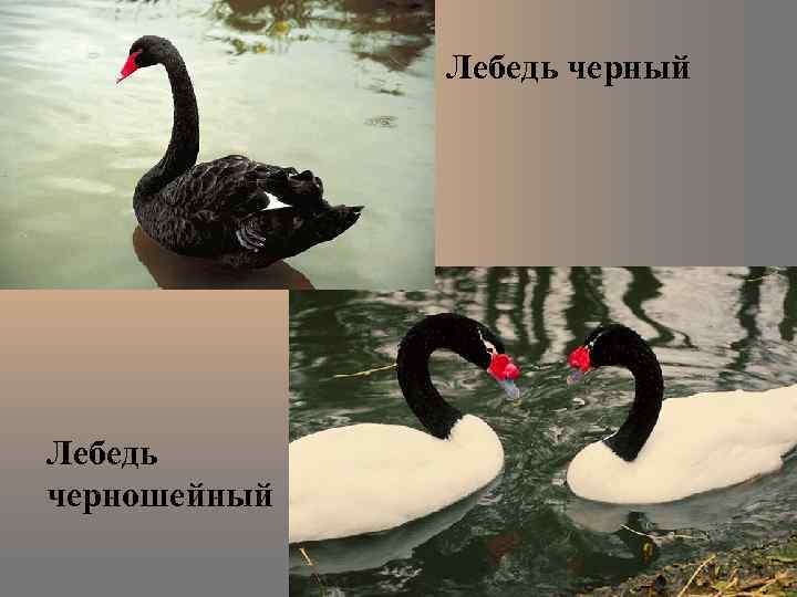 Лебедь черный Лебедь черношейный 