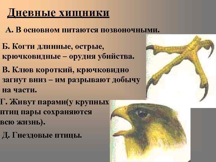 Дневные хищники А. В основном питаются позвоночными. Б. Когти длинные, острые, крючковидные – орудия