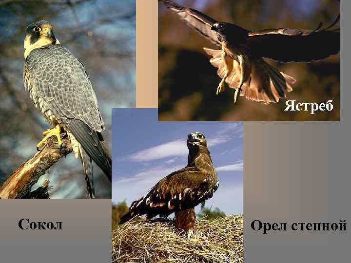 Ястреб Сокол Орел степной 