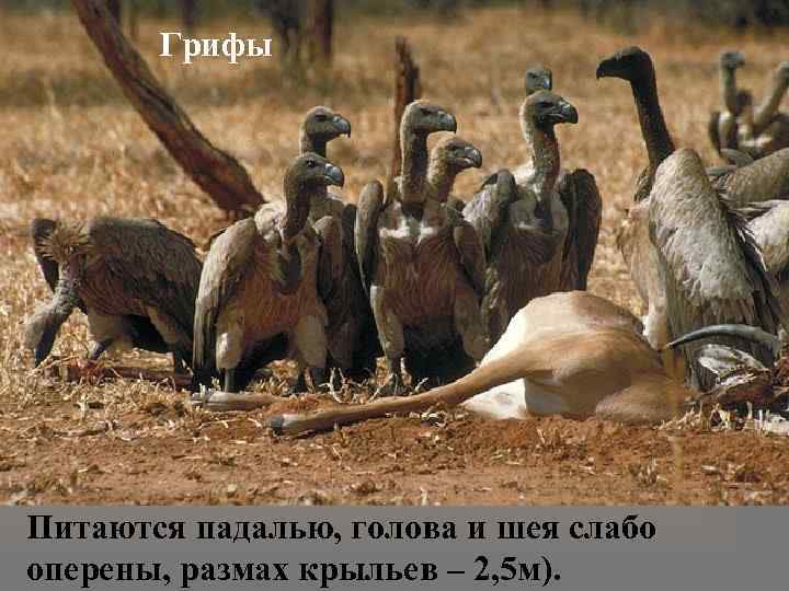 Грифы Питаются падалью, голова и шея слабо оперены, размах крыльев – 2, 5 м).