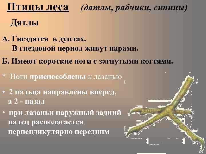 Птицы леса (дятлы, рябчики, синицы) Дятлы А. Гнездятся в дуплах. В гнездовой период живут