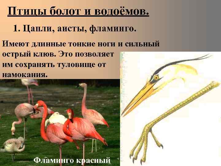 Птицы болот и водоёмов. 1. Цапли, аисты, фламинго. Имеют длинные тонкие ноги и сильный