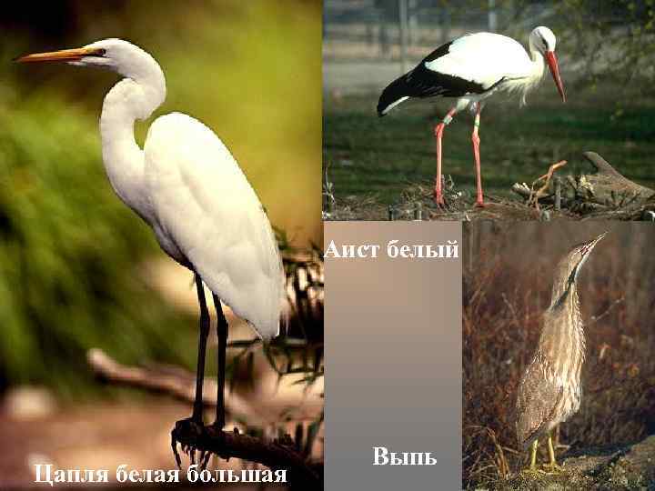 Аист белый Цапля белая большая Выпь 
