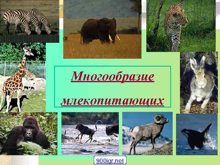 Многообразие млекопитающих 900 igr. net 