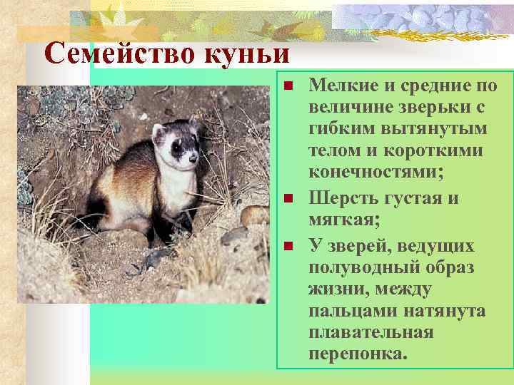 Семейство куньи n n n Мелкие и средние по величине зверьки с гибким вытянутым
