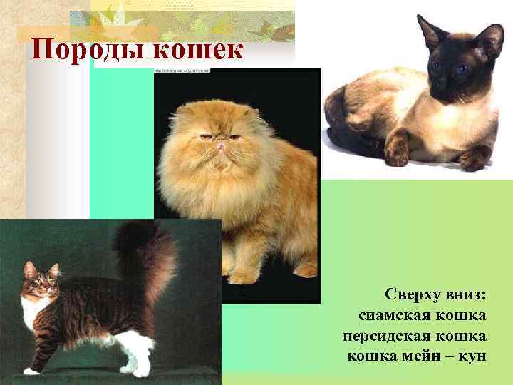 Породы кошек Сверху вниз: сиамская кошка персидская кошка мейн – кун 