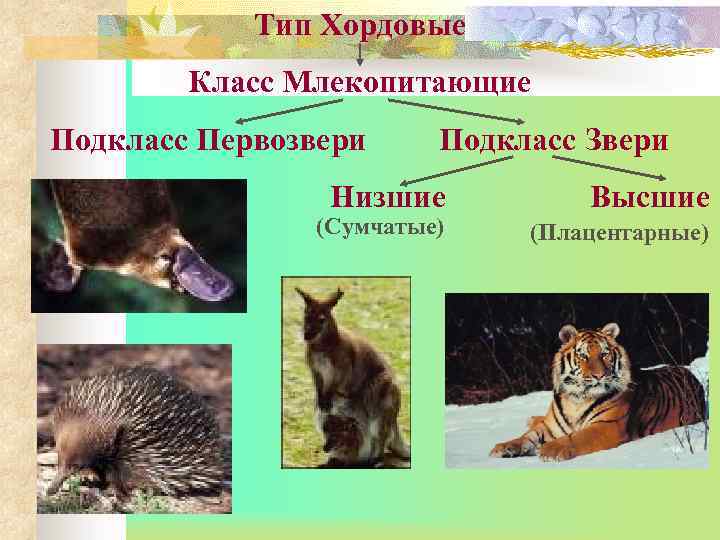 Тип Хордовые Класс Млекопитающие Подкласс Первозвери Подкласс Звери Низшие (Сумчатые) Высшие (Плацентарные) 