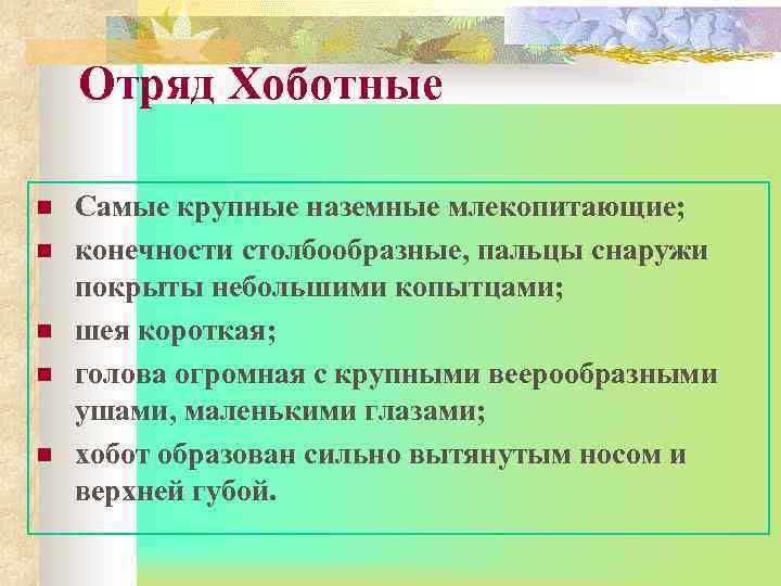 Отряд Хоботные n n n Самые крупные наземные млекопитающие; конечности столбообразные, пальцы снаружи покрыты