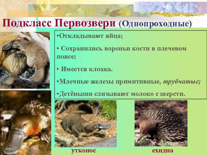 Подкласс Первозвери (Однопроходные) • Откладывают яйца; • Сохранились вороньи кости в плечевом поясе; •