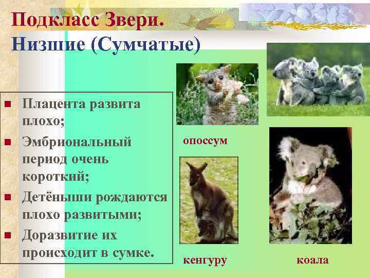 Подкласс Звери. Низшие (Сумчатые) n n Плацента развита плохо; Эмбриональный период очень короткий; Детёныши