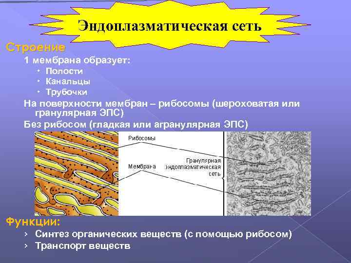 Эндоплазматическая сеть Строение 1 мембрана образует: Полости Канальцы Трубочки На поверхности мембран – рибосомы