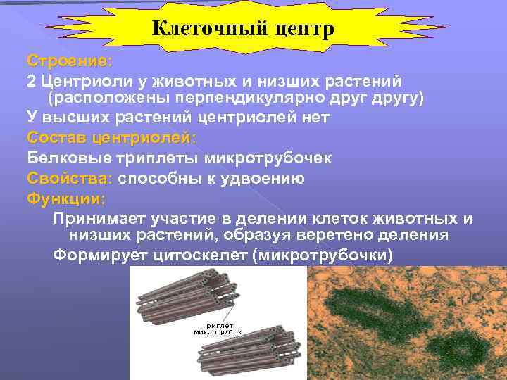 Клеточный центр Строение: 2 Центриоли у животных и низших растений (расположены перпендикулярно другу) У