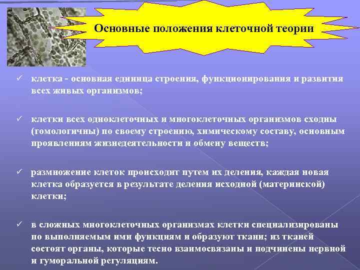 Основные положения клеточной теории ü клетка - основная единица строения, функционирования и развития всех
