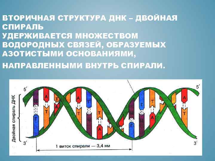 ВТОРИЧНАЯ СТРУКТУРА ДНК – ДВОЙНАЯ СПИРАЛЬ УДЕРЖИВАЕТСЯ МНОЖЕСТВОМ ВОДОРОДНЫХ СВЯЗЕЙ, ОБРАЗУЕМЫХ АЗОТИСТЫМИ ОСНОВАНИЯМИ, НАПРАВЛЕННЫМИ
