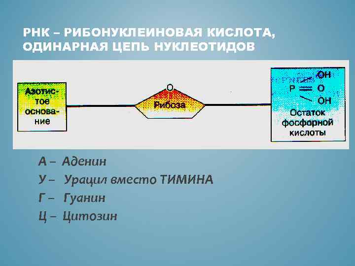 РНК – РИБОНУКЛЕИНОВАЯ КИСЛОТА, ОДИНАРНАЯ ЦЕПЬ НУКЛЕОТИДОВ А– У– Г– Ц– Аденин Урацил вместо