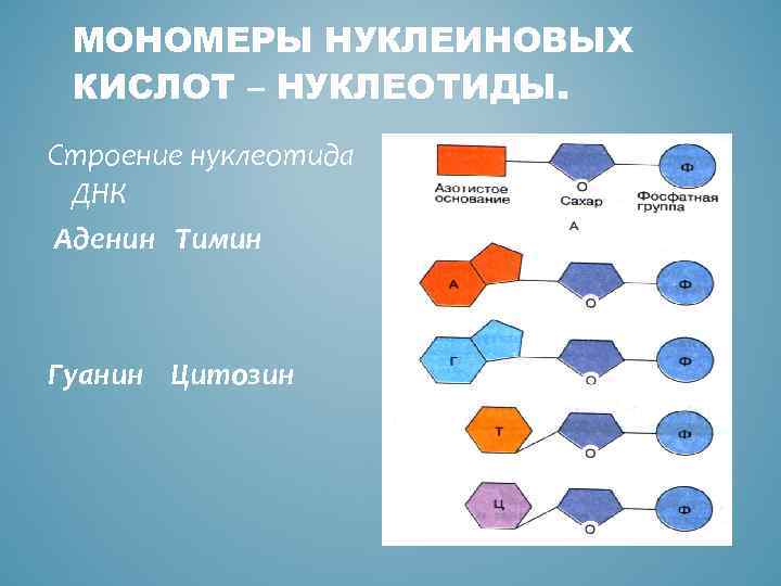 МОНОМЕРЫ НУКЛЕИНОВЫХ КИСЛОТ – НУКЛЕОТИДЫ. Строение нуклеотида ДНК Аденин Тимин Гуанин Цитозин 