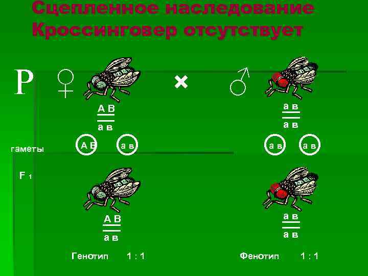 Сцепленное наследование Кроссинговер отсутствует Р ♀ × ав АВ ○○ ав гаметы АВ ♂