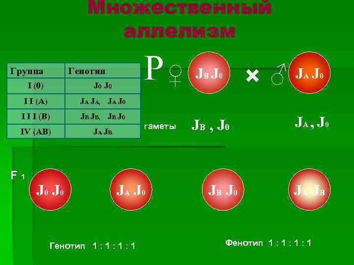 Множественный аллелизм Группа Р♀ Генотип I (0) J 0 I I (А) JВ JВ,