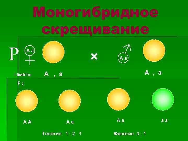 Моногибридное скрещивание Р♀ Аа гаметы × ♂ Аа А , а F 2 АА