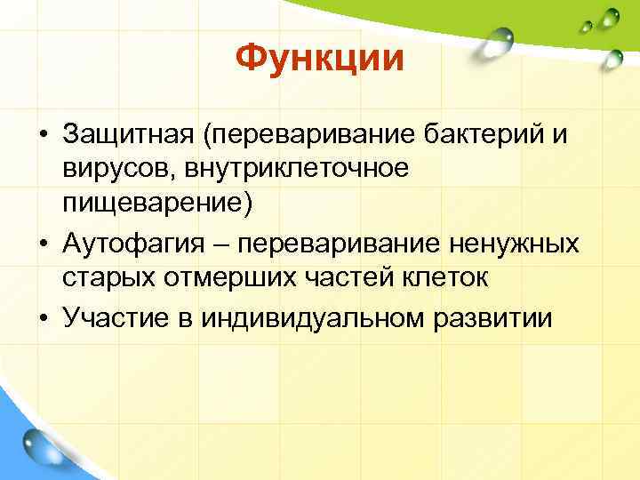Функции • Защитная (переваривание бактерий и вирусов, внутриклеточное пищеварение) • Аутофагия – переваривание ненужных
