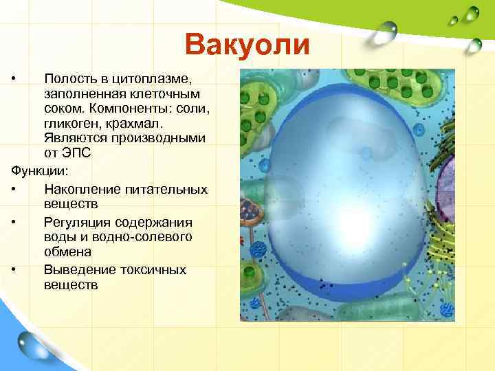 Вакуоли • Полость в цитоплазме, заполненная клеточным соком. Компоненты: соли, гликоген, крахмал. Являются производными