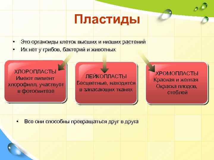 Пластиды • • Это органоиды клеток высших и низших растений Их нет у грибов,