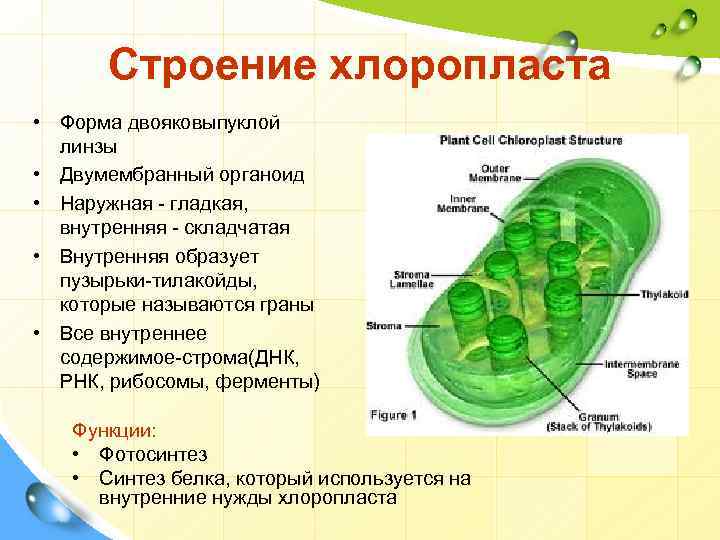 Строение клетки свойства функции. Хлоропласты строение и функции кратко. Органоид хлоропласт. Органоиды пластиды строение и функции. Пластиды функции органоида.