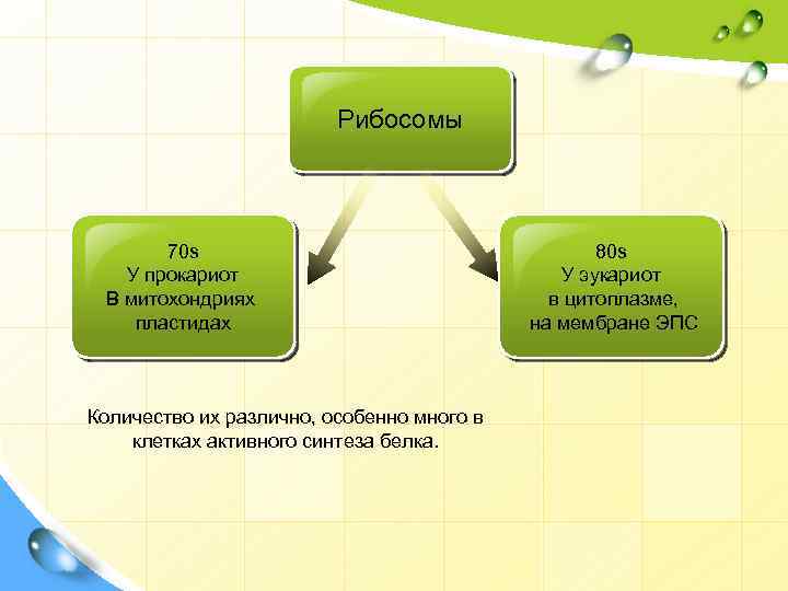 Рибосомы 70 s У прокариот В митохондриях пластидах Количество их различно, особенно много в