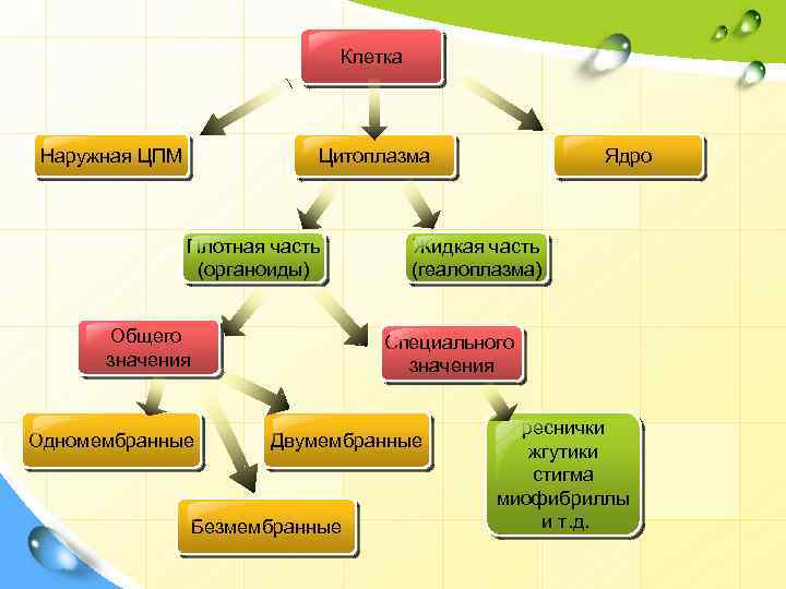 Клетка Наружная ЦПМ Цитоплазма Плотная часть (органоиды) Общего значения Ядро Жидкая часть (геалоплазма) Специального