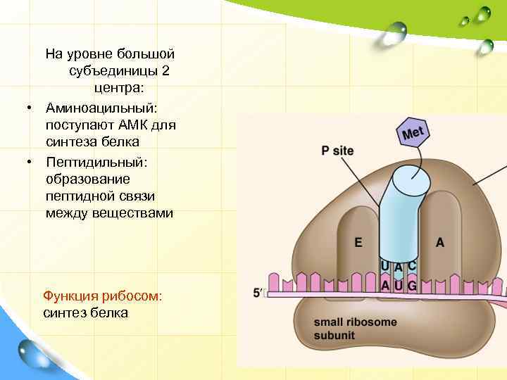На уровне большой субъединицы 2 центра: • Аминоацильный: поступают АМК для синтеза белка •