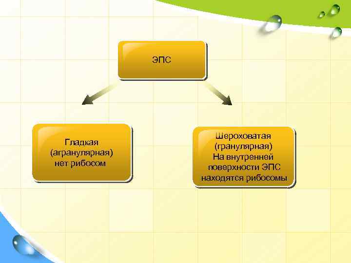 ЭПС Гладкая (агранулярная) нет рибосом Шероховатая (гранулярная) На внутренней поверхности ЭПС находятся рибосомы 