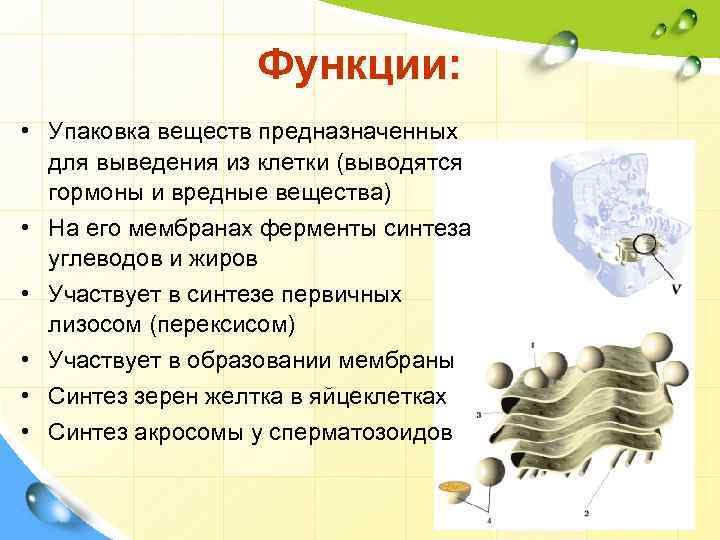 Функции: • Упаковка веществ предназначенных для выведения из клетки (выводятся гормоны и вредные вещества)