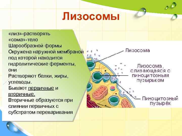 Органоид накапливающий продукты обмена веществ клетки. Строение структура лизосомы. Мембрана лизосом. Органоиды клетки лизосомы. Лизосомы образуются в.