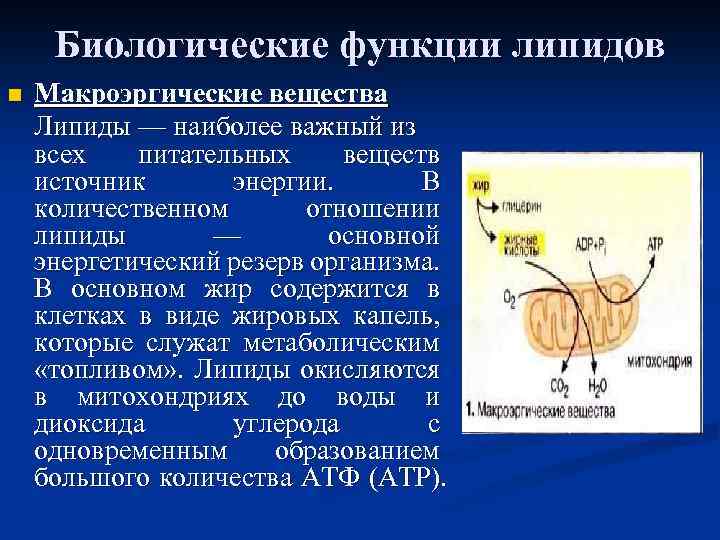 Презентация на тему липиды их строение и функции