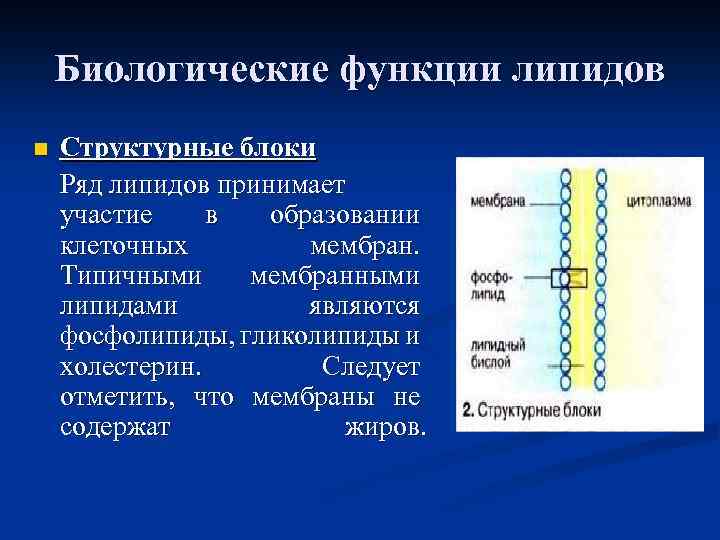 Функции липидов