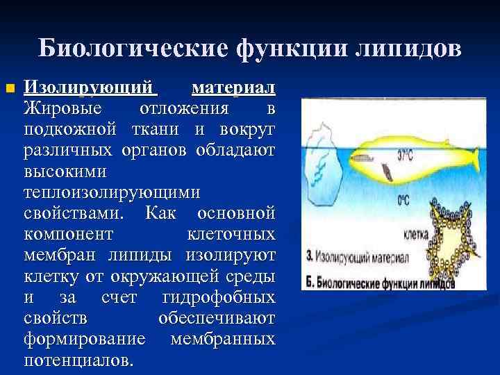 Биологические функции липидов n Изолирующий материал Жировые отложения в подкожной ткани и вокруг различных