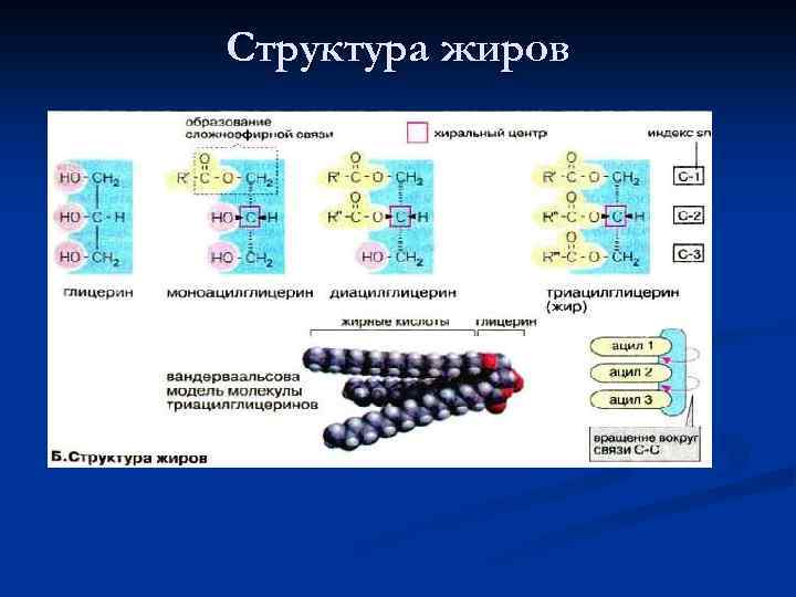 Строение жиров картинка